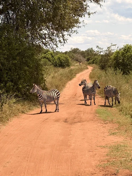 Akagera National Park Game Drive