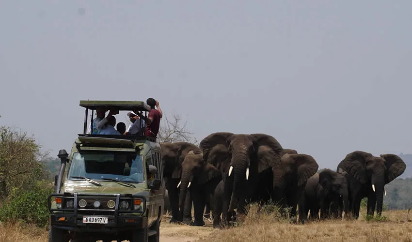 Elephants in Akagera National Park