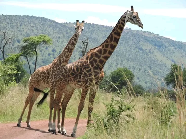 Giraffes against Rwanda's green hills