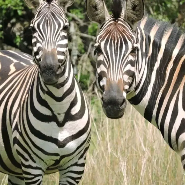 Zebras seen on safari