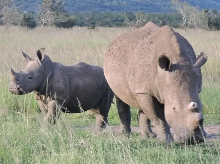 Rhinos in Akagera