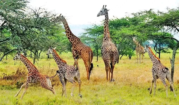 A tower of giraffes in the savannah