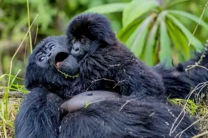 Mountain gorillas in Volcanoes National Park