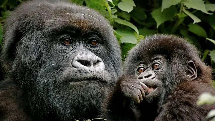 Gorilla Trekking in Rwanda