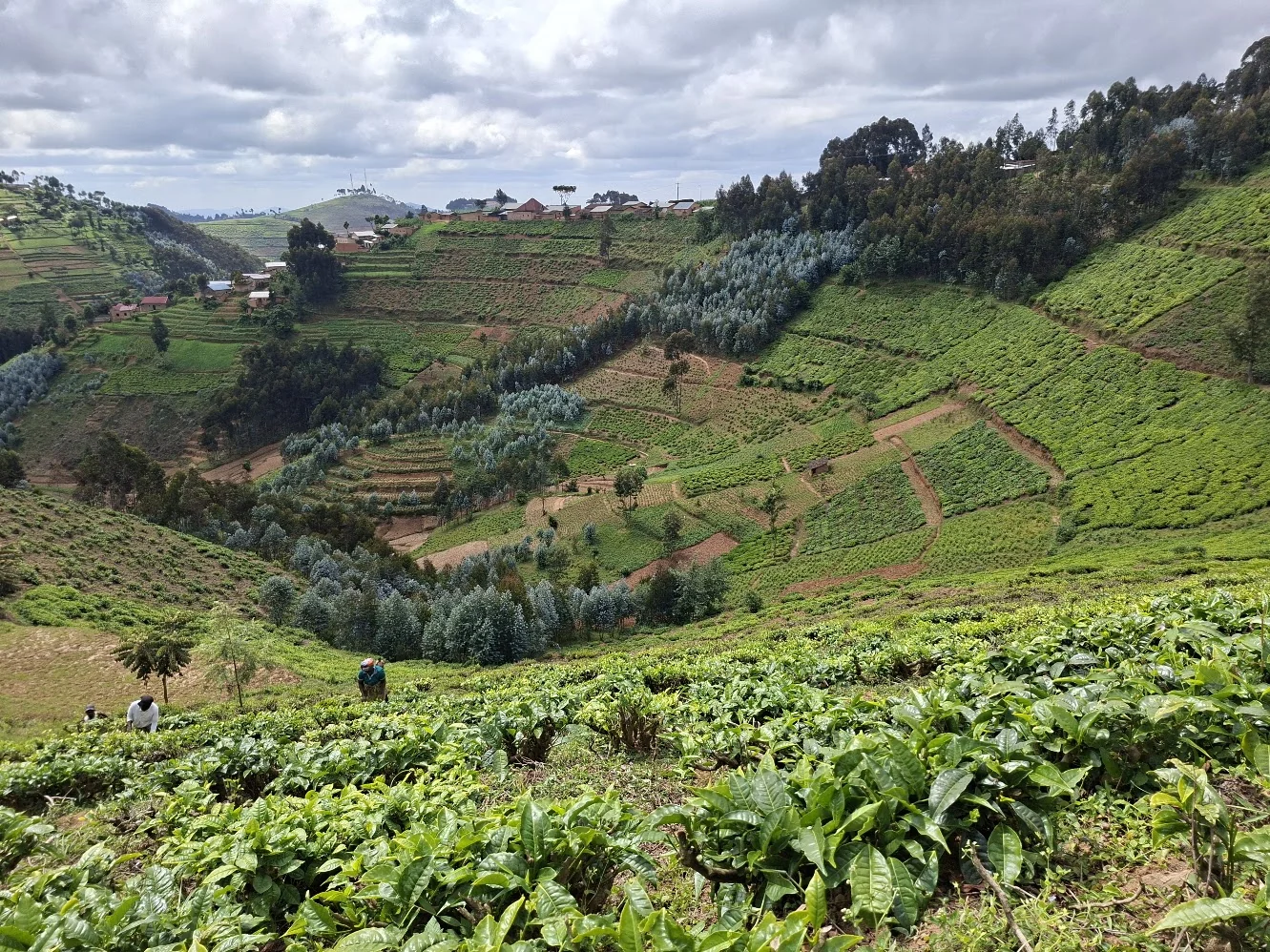 Tea plantation in Rwanda